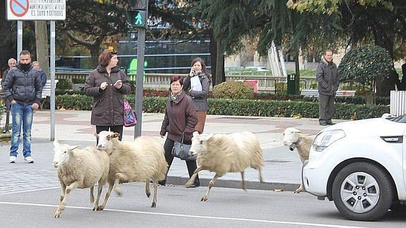 Las ovejas cruza en Paseo de Papalguinda ante la mirada atónica de los leoneses. 