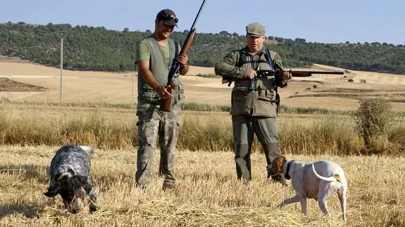 Dos cazadores obsefvan como sus perros baten el rastrojo. 