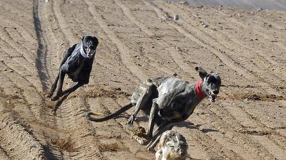 Dos de los perros participantes intentan dar caza a una liebre. 