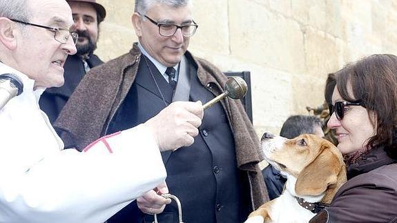 Una de las mascotas recibe la bendición del santo.