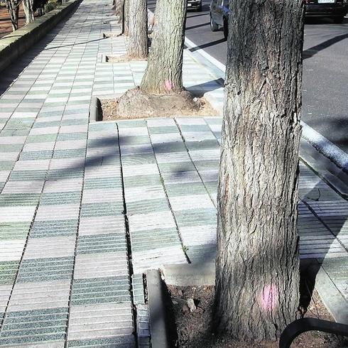 Árboles de la avenida de Castilla marcados con un aerosol para indicar que deben talarse. 
