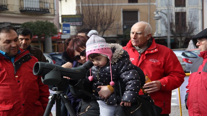Una niña observa las cigüeñas blancas en Arévalo.