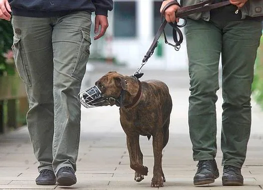 es peligroso pasear perros