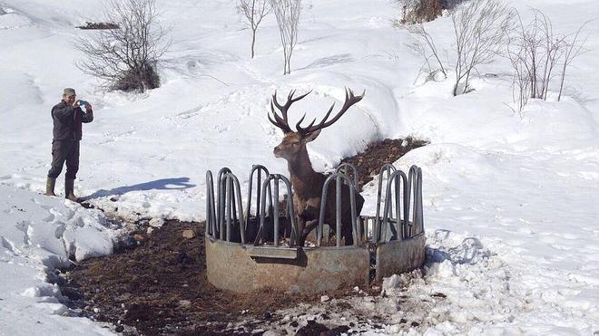 Imagen de un ciervo atrapado en un abrevadero para vacas por la nieve. 