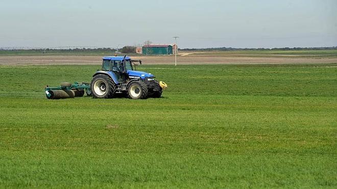 Un agricultor pasa el rodillo en una tierra de cereal para deshacer terrones y orear el terreno. 