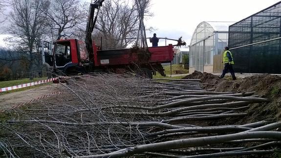 La Diputación reparte 360 olmos del centro forestal de Valsaín entre 32 pueblos