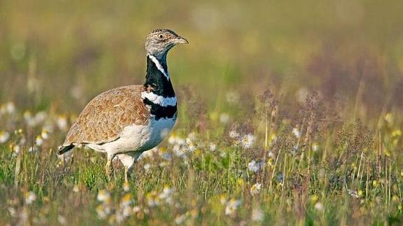El sisón, una de las especies que ha ido desapareciendo.