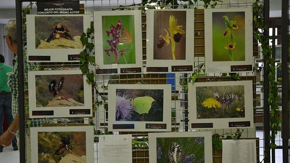 Conjunto de fotografías que le ha dado la victoria al ganador. 