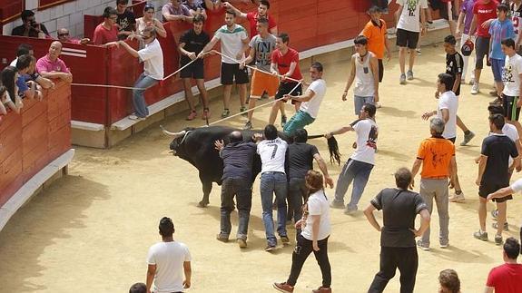 Los mozos tiran del animal una vez ensogado.