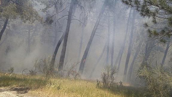 Una intensa humareda envuelve la chopera cercana al río. 