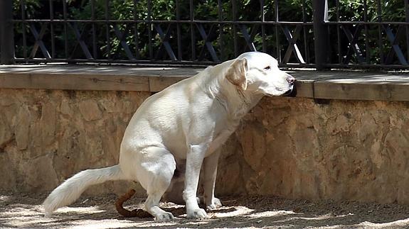 Un perro hace sus necesidades en un parque de Segovia. Ical