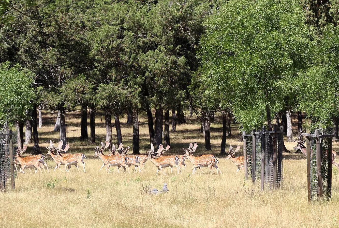 Población de gamos y ciervos que habitan en el Palacio Real de Riofrí­o (Segovia).