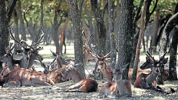 Los ciervos de la reserva aprovechan la sombra de los árboles de el monte el Viejo.