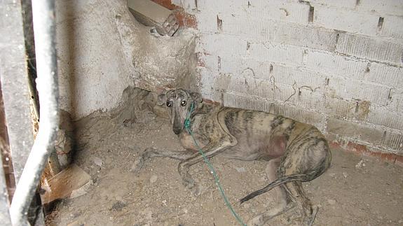 Perro abandonado en una nave. 