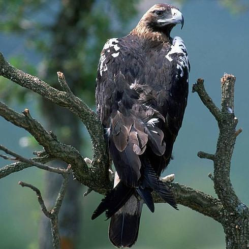 Ejemplar de águila imperial ibérica. 