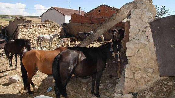 Veinte caballos sin dueño pastan en Manzanillo ante la perplejidad de los vecinos