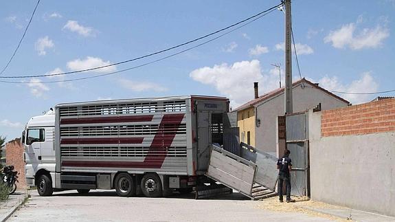 Los caballos de Manzanillo regresan a Segovia