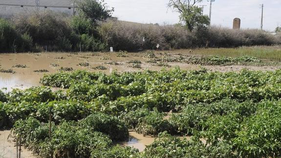 Un cultivo de tomates inundado