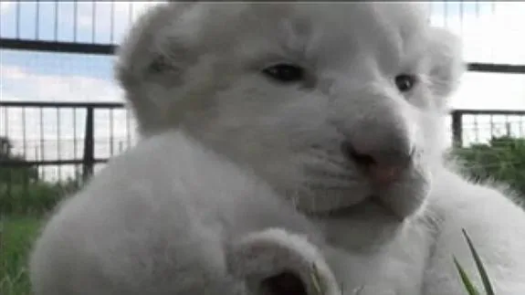 Nacen cuatro leones blancos en Crimea | El Norte de Castilla