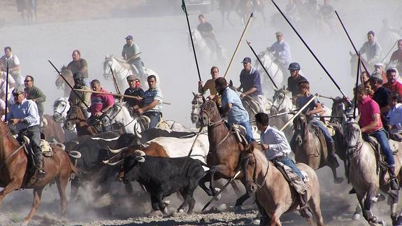 Llegada del encierro campero dominical al embudo.