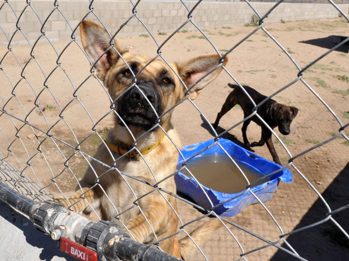 Un perro abandonado en una protectora de animales. 