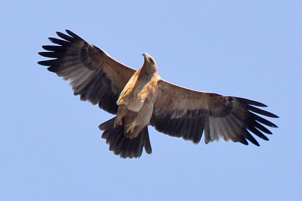 Ejemplar de águila imperial ibérica. 