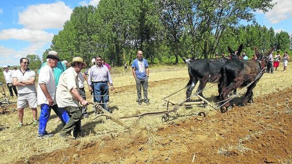 Un hombre dirige ayer el arado romano, tirado por burros ante la mirada de varios curiosos.