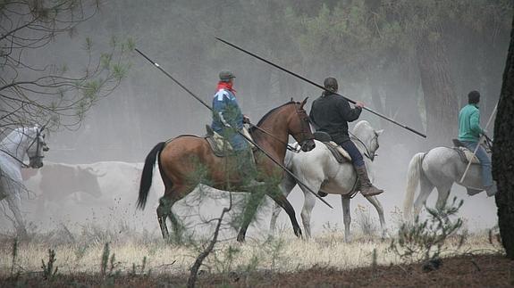 Varios caballistas conducen el encierro en el pinar .