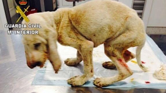 Imagen del cachorro maltratado.