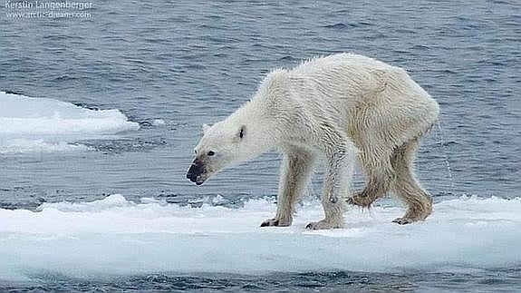 Imagen de la osa polar.