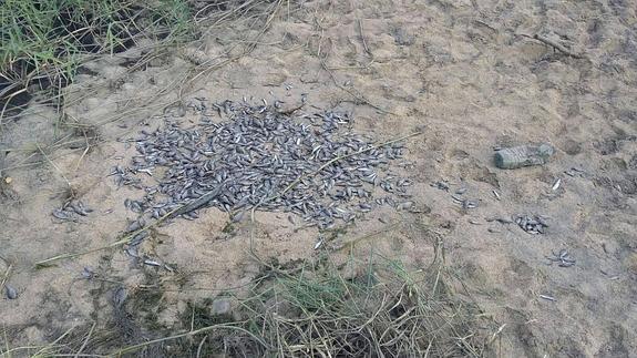 Peces de la especie alburno muertos como consecuencia de la fisura del azud del río. 