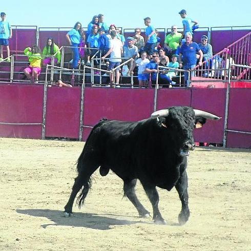 Soleares, el toro del Vermú, fue el protagonista del encierro de ayer.