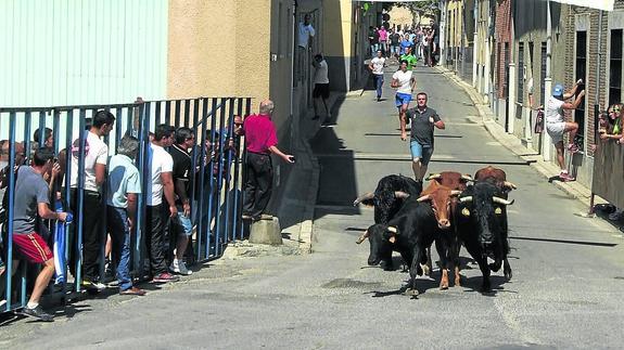 Dos novillos y cuatro vaquillas corrieron en el último encierro urbano de los que se han llevado a cabo durante las fiestas de septiembre. 