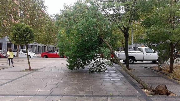 Varios árboles se han caído en las últimas horas en Valladolid por el fuerte viento.