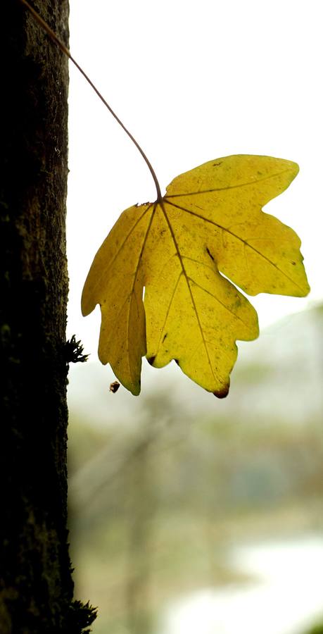 Pese al buen tiempo, las temperaturas nocturnas más bajas y la reducción del tiempo de luz solar provocará la caida de las primeras hojas 