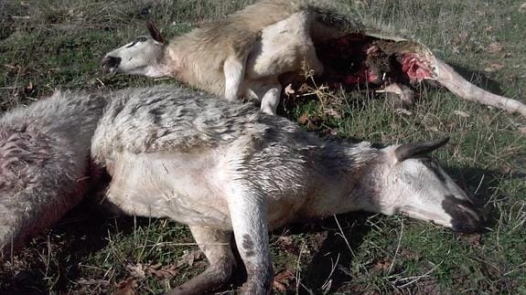 UPA-Coag denuncia la situación «límite y desesperada» de los ganaderos burgaleses ante los ataques de lobos