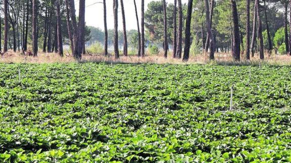 Tierras de regadío en la zona pinariega de Cuéllar. M. Rico