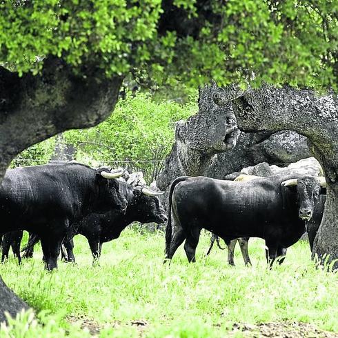 Toros de lidia, en el una dehesa salmantina. 