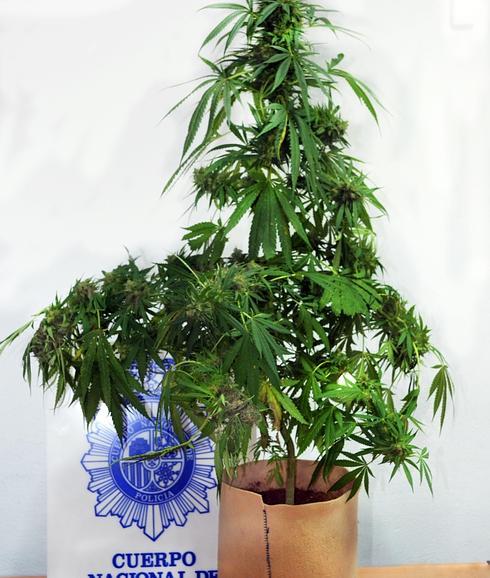 Planta de marihuana localizada por la Policía en un balcón. 