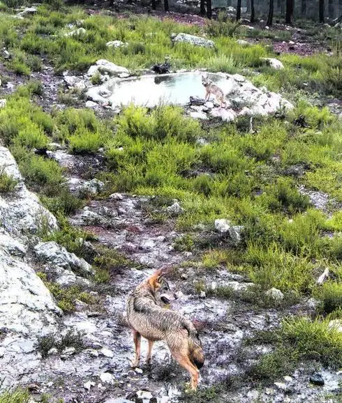 Que viene el lobo! | El Norte de Castilla