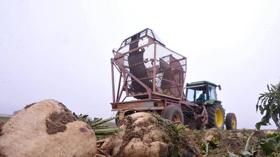 Recolección de remolacha en la comarca de La Moraña, en Arévalo. :: 