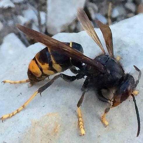 La avispa asiática se extiende hasta El Bierzo