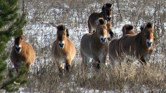 Caballos salvajes en los alrededores de la central nuclear ucraniana. 