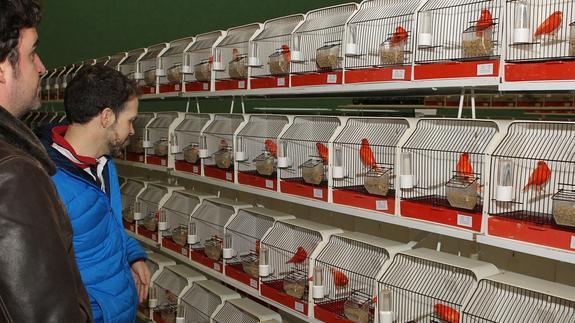 Las aves podrán visitarse desde mañana. 