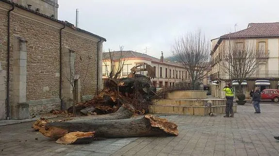 Restos del simbólico árbol. 