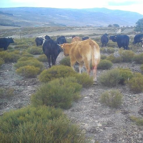 Los lobos dejan cuatro vacas heridas y un ternero muerto en San Martín de la Vega