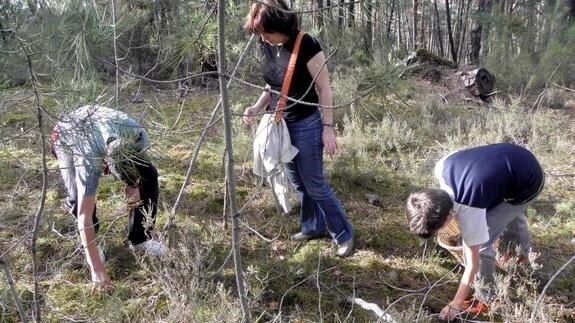 Recoleccción de setas en la provincia de Soria.
