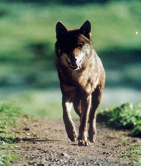 La patrulla del lobo se reforzará con cazadores voluntarios