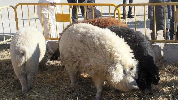 Ejemplares de la raza mangalica. 