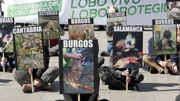 Organizaciones ecologistas se manifiestan en Madrid en defensa del lobo. 